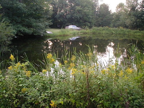 Our pond in the Woods